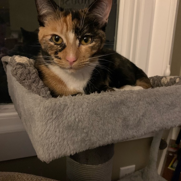 Meet your Posher, Lauralee - Picture 1 of 1